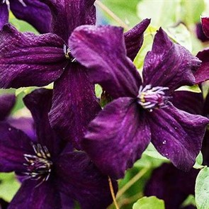 Клематис Черный принц (Black Prince)