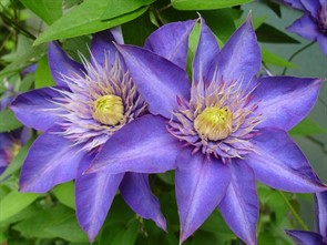 Клематис Мульти Блю(Multi Blue)