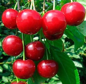 Вишня Конкурентка Вишня Конкурентка