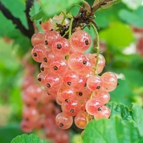 Смородина розовая Голландская Смородина розовая Голландская