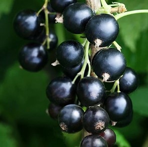 Смородина черная Марьюшка Смородина черная Марьюшка