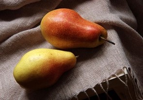 Груша Талгарская красавица Груша Талгарская красавица