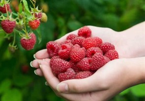 Малина Брянская Малина Брянская