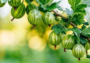 Крыжовник Уральский Изумруд Крыжовник Уральский Изумруд