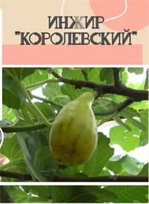 Инжир Королевский Инжир Королевский