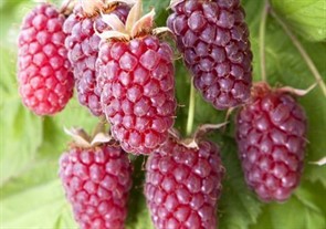 Ежемалина Логанберри Ежемалина Логанберри