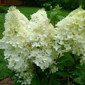 Гортензия метельчатая Грандифлора (Grandiflora) Р9 Гортензия метельчатая Грандифлора (Grandiflora) Р9
