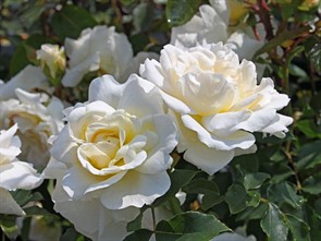 {{photo.Alt || photo.Description || 'Роза Космос флорибунда'}}