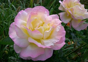 {{photo.Alt || photo.Description || 'Роза Глория Дей чайно-гибридн'}}
