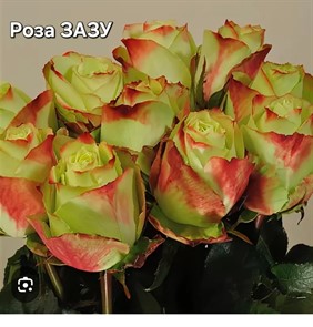 {{photo.Alt || photo.Description || 'Роза Зазу (Zazoo) чайно-гибридная '}}
