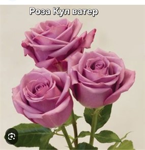 {{photo.Alt || photo.Description || 'Роза Кул Ватер (Cool Water) чайно-гибридная '}}