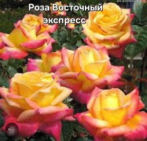 {{photo.Alt || photo.Description || 'Роза Восточный экспресс чайно-гибридн'}}