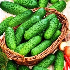 Огурец Бочковой засолочный/Русский вкус 0,5гр/10 Огурец Бочковой засолочный/Русский вкус 0,5гр/10