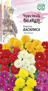 Георгина Василиса 0,3гр ГШ Георгина Василиса 0,3гр ГШ