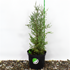 {{photo.Alt || photo.Description || 'Можжевельник виргинский (Juniperus virginiana) h0,5-0,7'}}
