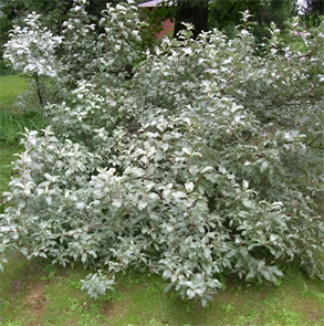 {{photo.Alt || photo.Description || 'Лох серебристый'}}