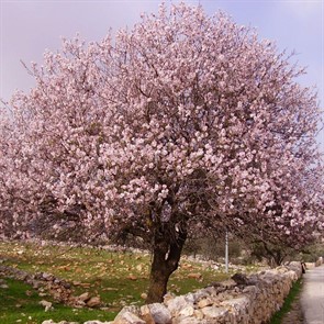 {{photo.Alt || photo.Description || 'Миндаль Никитский'}}