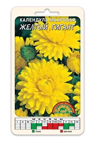 Календула Желтый гигант МАХ Цв сад густомахр,50см Календула Желтый гигант МАХ Цв сад густомахр,50см