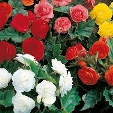 {{photo.Alt || photo.Description || 'Бегония клубневая D13'}}