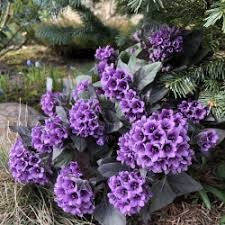 {{photo.Alt || photo.Description || 'Физохлайна (пузырница физалисовая) рассада'}}