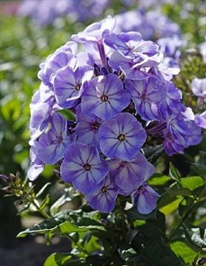 Флокс Юник Олд Блу метельчатый