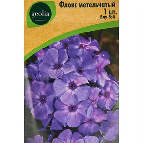 Флокс Блу Бой
