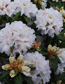 Рододендрон катевбинский Альбум Рододендрон катевбинский Альбум