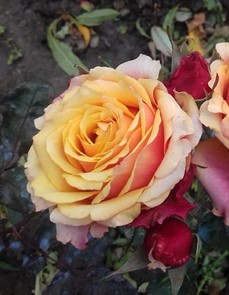 Роза Черри Бренди Раффлз чайно-гибрид