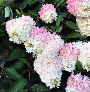 Гортензия метельчатая Грандифлора (Grandiflora)