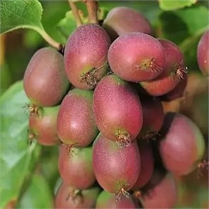 Актинидия Ананасная