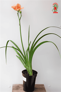 {{productViewItem.photos[photoViewList.activeNavIndex].Alt || productViewItem.photos[photoViewList.activeNavIndex].Description || 'Лилейник Маришка (Hemerocallis &#39;Mariskа)'}}