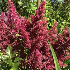 Астильба китайская Майти Чоколат Черри