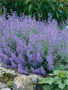 Котовник Фассена Кит Кэт