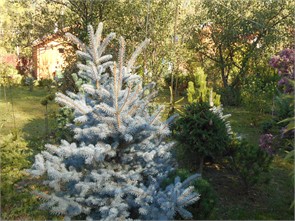 Ель голубая Глаука 1,50+