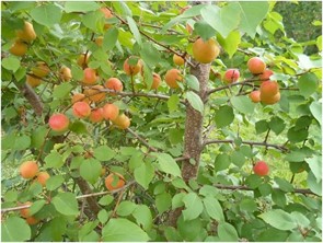 Абрикос Волоконовский (корнесобственный) (Л)
