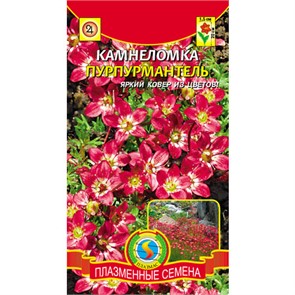 Камнеломка Пурпурмантель 0,01гр Плазма