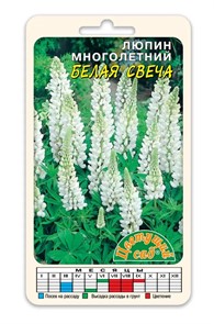 Люпин Белая свеча Цв. сад