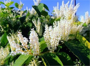 Горец сахалинский саженец