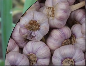 Чеснок озимый Любаша Чеснок озимый Любаша