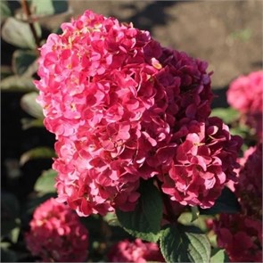 Гортензия метельчатая Самарская Лидия Р9