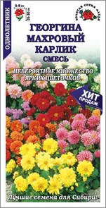 Георгина Махровый карлик смесь 30см Золотая сотка