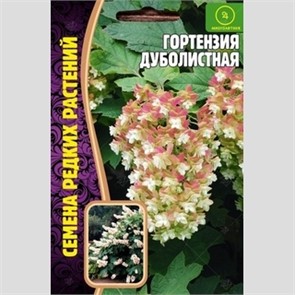Гортензия Дуболистная 20 шт ЧК