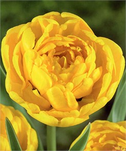 Тюльпан Йеллоу Помпонет (Yellow Pomponette) луковица 1шт
