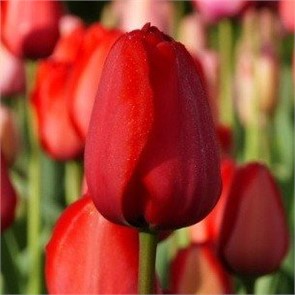 Тюльпан Ред Импрешн (Red Impression) луковица 1шт