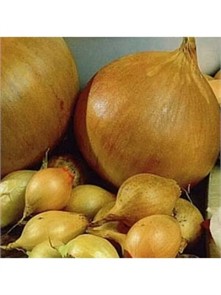 Лук-севок Трой 0,5кг+/-10% Лук-севок Трой 0,5кг+/-10%