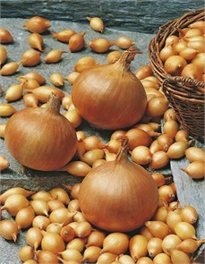 Лук-севок Стурон 1кг Лук-севок Стурон 1кг