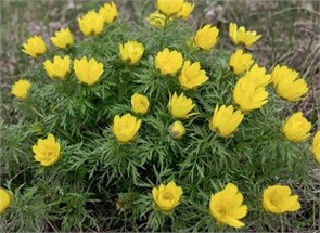 Адонис весенний (горицвет,стародубка)