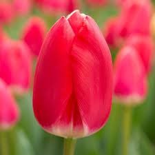 Тюльпаны Черри Делайт 5шт Дарвинов гибрид 12/+/Tulip Cherry Delight