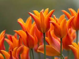 Тюльпаны Баллада Орандж 5шт лилиецветный 12/+ /Tulips Ballade Orange