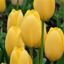 Тюльпаны Санни Принц 5шт 12/+/Tulip Sunny Prince